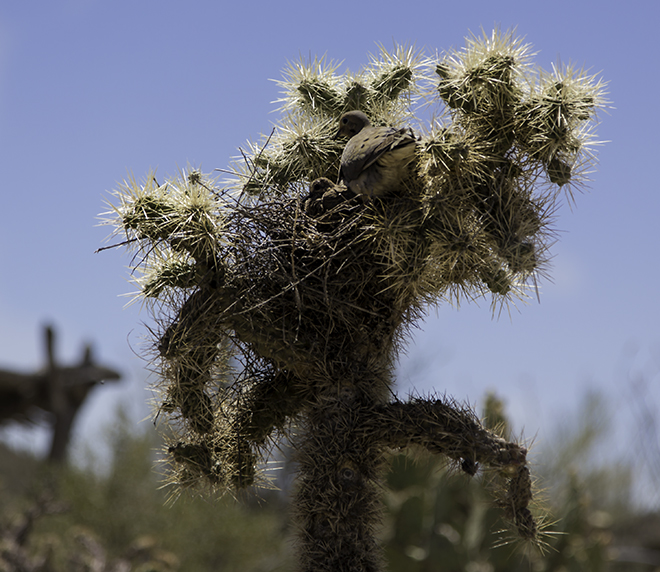 Taubennest im Sonora Desert Museum bei Tucson, AZ Foto: Christine Lisse