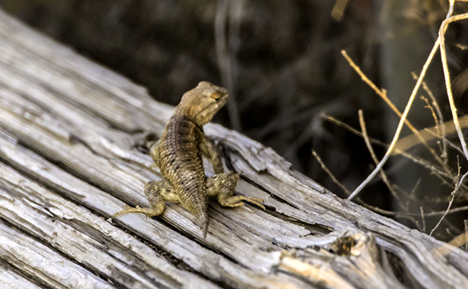 Sonoran Collared Lizard (Crotaphytus nebrius) Foto: Christine Lisse