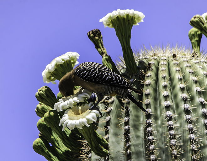 Gila Woodpecker auf einer Saguaroblüte Foto: Peter Lisse