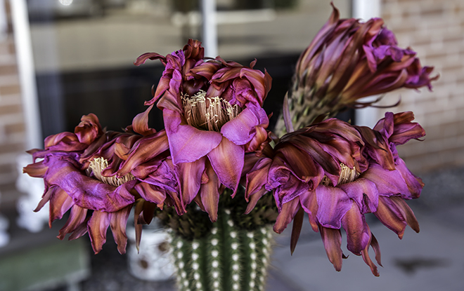 Echinopsis mamillosa var. kermesina Foto: Christine Lisse