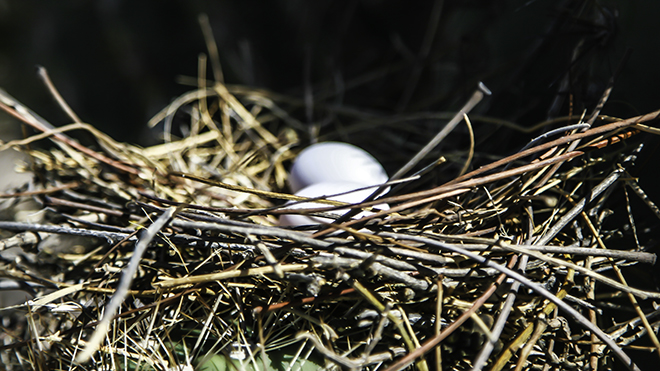 Eier der Carolinataube (Zenaida macroura) Foto: Peter Lisse