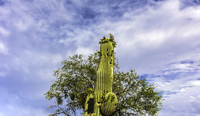 Saguaro Kaktus (Carnegiea gigantea) Foto: Christine Lisse