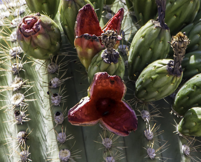 Saguaro mit Früchten