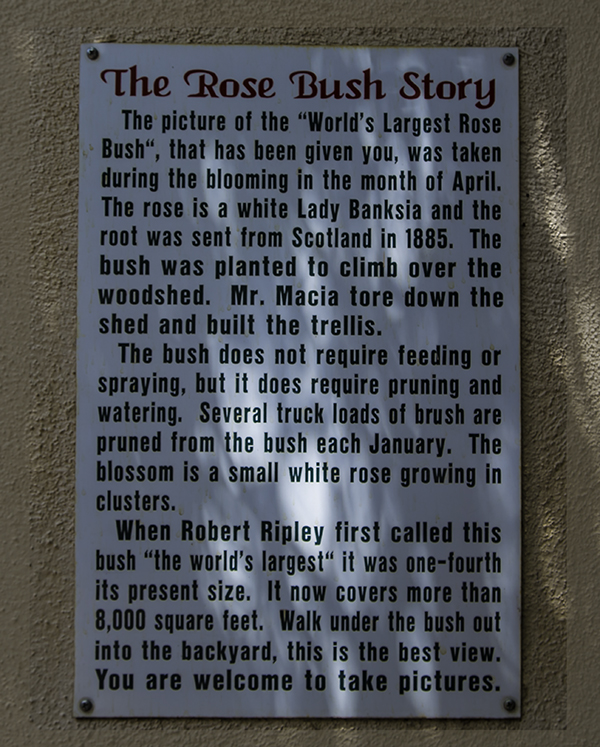 Rose Tree Museum |Tombstone | Arizona Foto: Christine Lisse