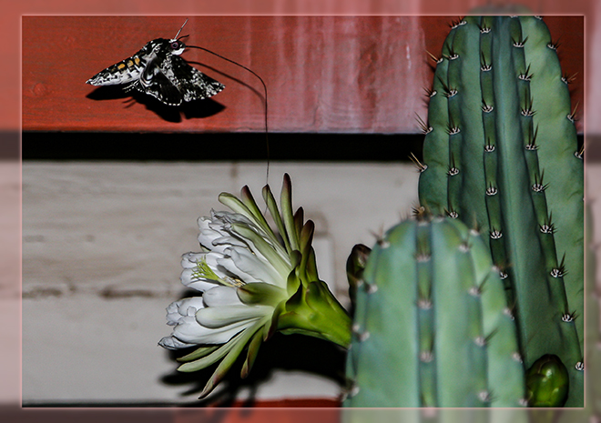  Hawk Moth (Manduca rustica) an einer Organ Pipe Kaktusblüte Foto: Christine Lisse