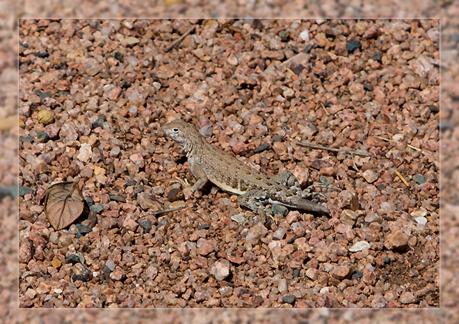 Lizard in Jerome | Arizona Foto: Christine Lisse
