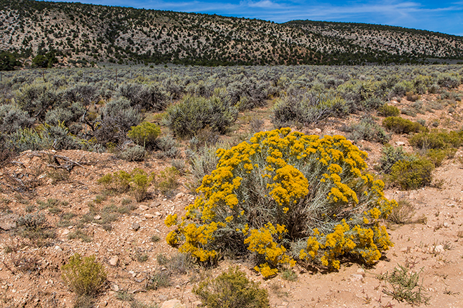 >Wüstenblume an der House Rock Road | Vermilion Cliffs National Monument | Arizona