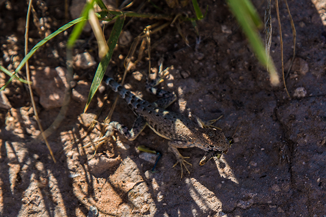 Lizard im Tuzigoot National Monument | Arizona Foto: Christine Lisse