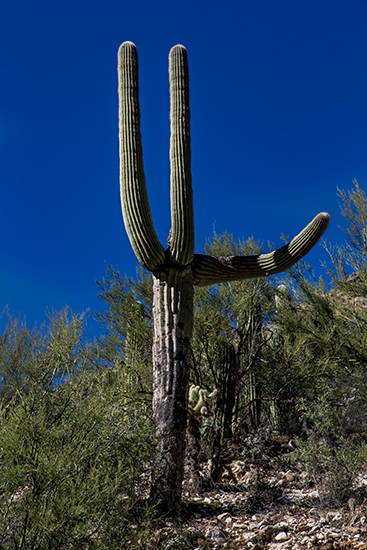 Sabino Canyon | Tucson| Arizona Foto: Christine Lisse