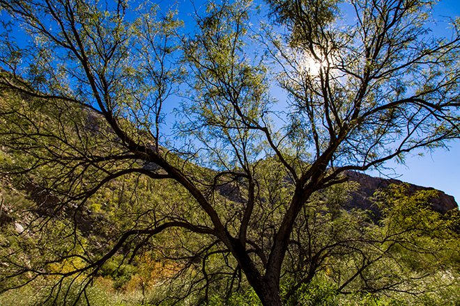 Sabino Canyon | Tucson| Arizona Foto: Christine Lisse