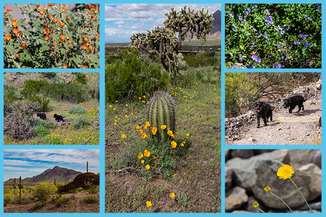Poppyblüte | Picacho Peak State Park | Arizona Fotos: Christine Lisse