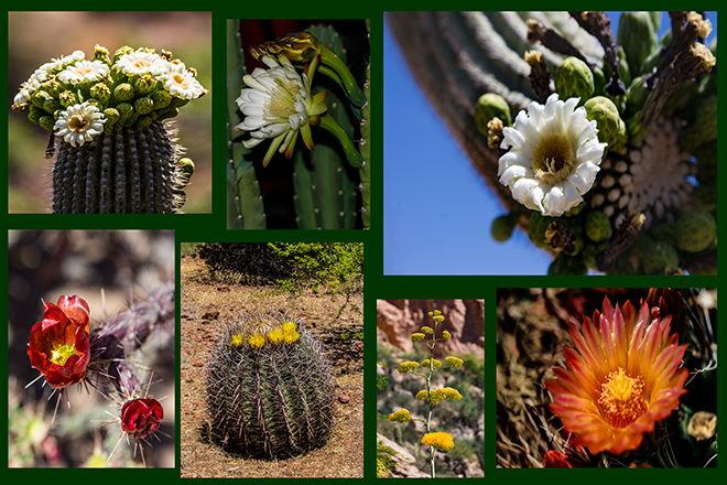 Kaktusblüte | Arizona Fotos: Christine Lisse