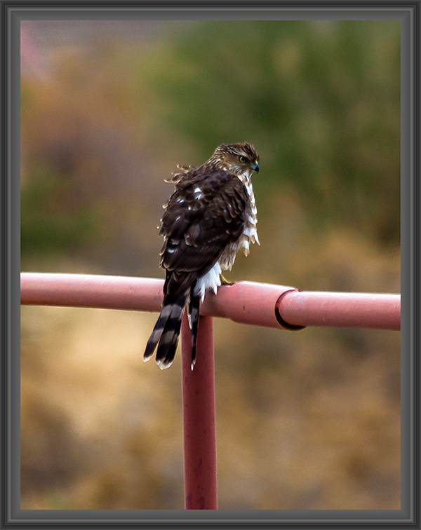 Präriefalke (Falco mexicanus)