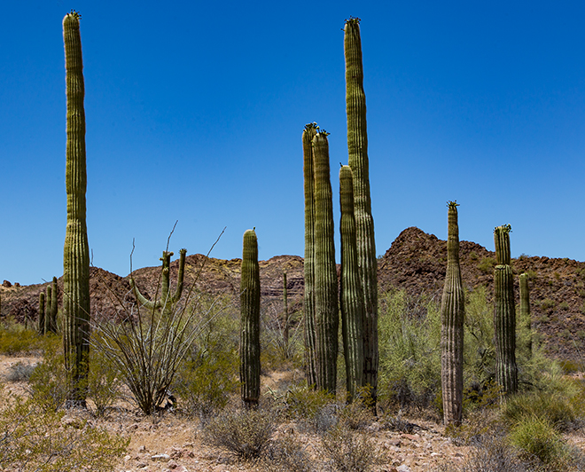 Organ Pipe Cactus National Monument | Arizona Foto: Christine Lisse