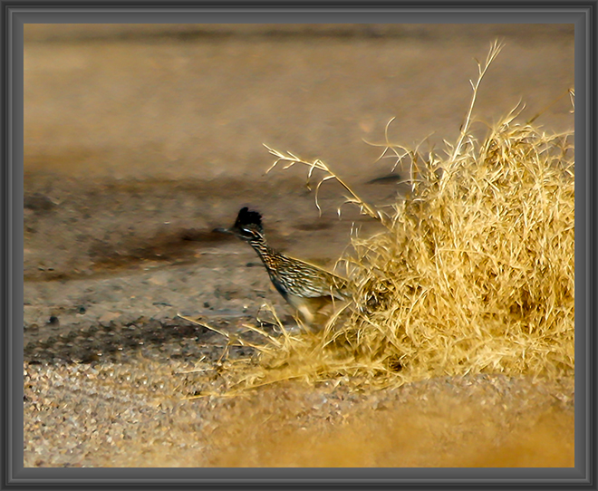 Roadrunner (Geococcyx californianus) Foto: Christine Lisse