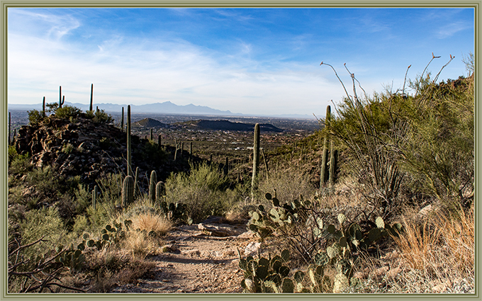 Bird Canyon | Esperero Trail | Tucson | Arizona | Foto: Peter Lisse