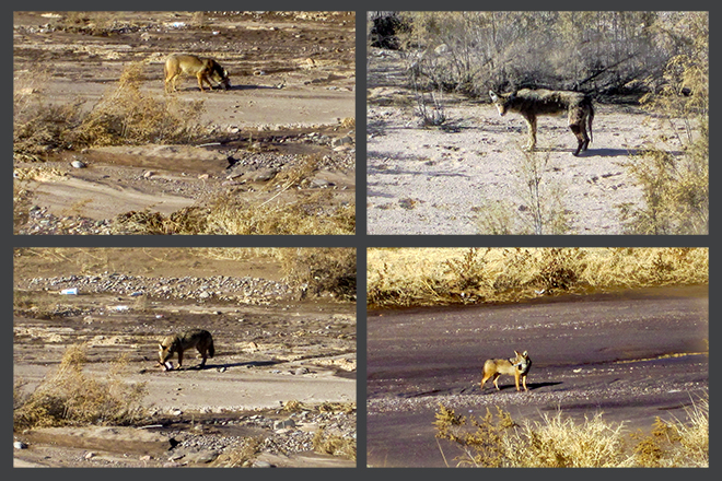 Kojoten im Santa Cruz River | Tucson | Arizona Fotos: Christine Lisse
