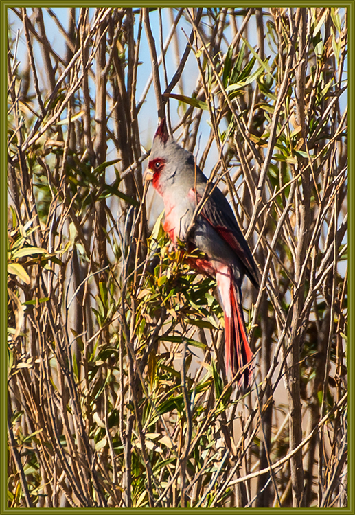 Pyrrhuloxia or desert cardinal (Cardinalis sinuatus)