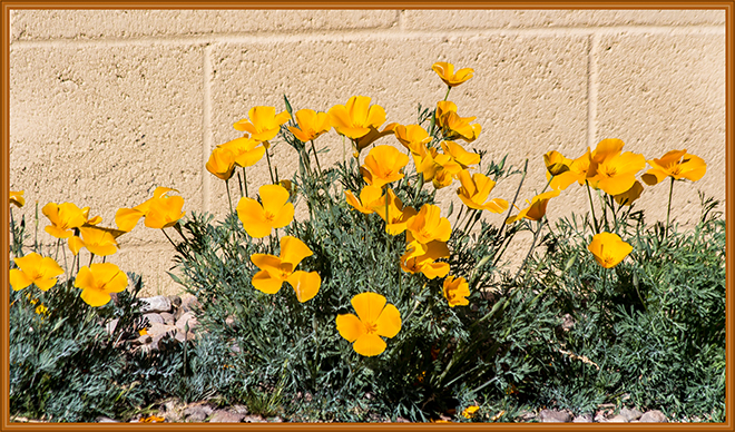 Kalifornischer Mohn (Eschscholzia californica) Tucson Arizona