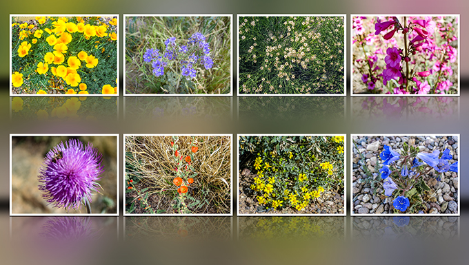 Blumen | März 2016 | Tucson | Arizona Fotos: Christine Lisse