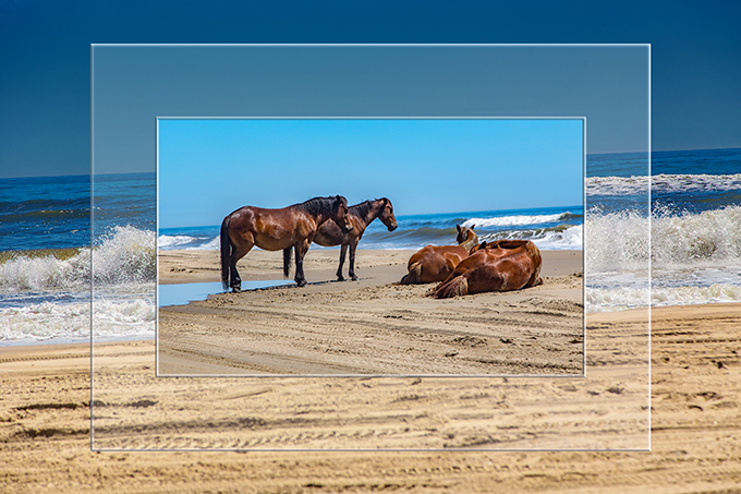 Pferdeleben am Strand | OBX | North Carolina