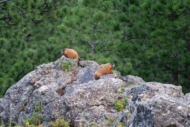 2 Marmot in Custer State Park