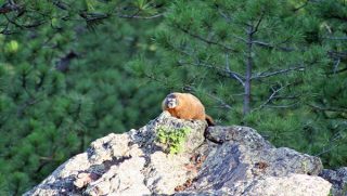 Marmot in Custer State Park