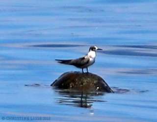 Seagull with Seaturtle