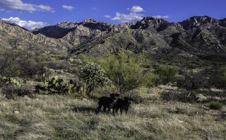 Catalina State Park Tucson Arizona USA