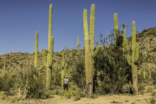 Saguaro NP Visitor Cactus garden