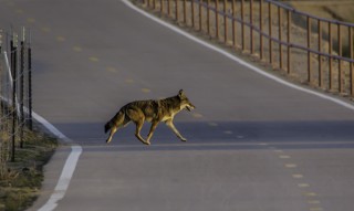 Coyote am Tra-Tel RV Park in Tucson, Arizona USA