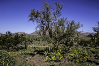 Picacho Peak State Park, Arizona USA