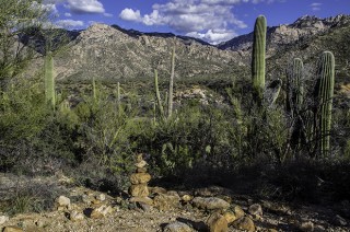 Catalina State Park Tucson Arizona USA