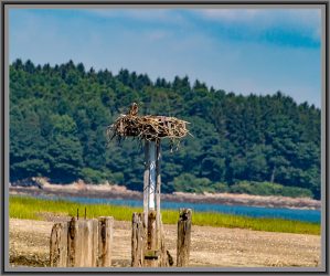 Fischadler Nest | Portland | Maine