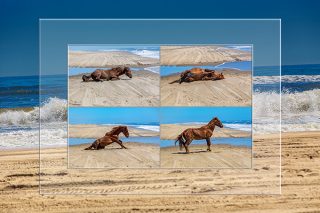 Pferdeleben am Strand | OBX North Carolina