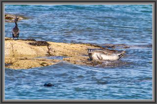 Seehundbaby und Kormoran auf einem Felsen