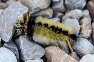 spotted-tussock-caterpillar-lophocampa-maculata