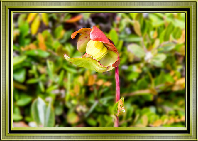 Rote Schlauchpflanze (Sarracenia purpurea)