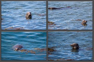 Gray-Seals-Kegelrobben