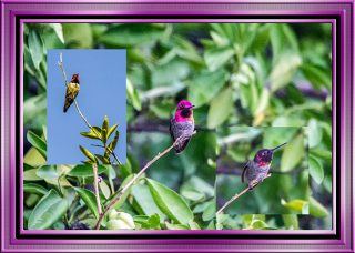 Collage Hummingbirds
