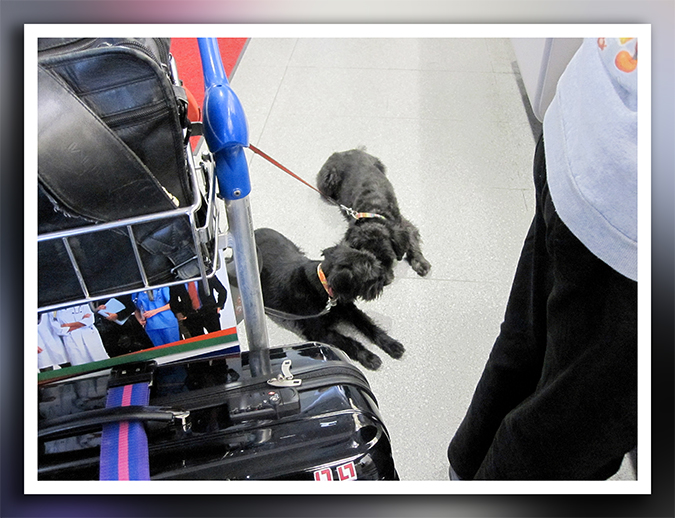 Hunde am Flughafen 2012
